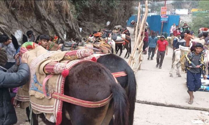 यात्रा मार्ग पर सेवा देंगे 43 सौ से अधिक घोड़ा- खच्चर संचालक